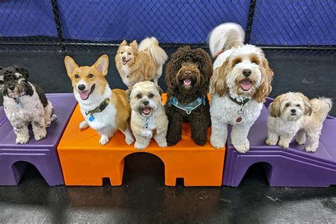 doggy day care annapolis|Best Doggy Daycare in Annapolis, MD